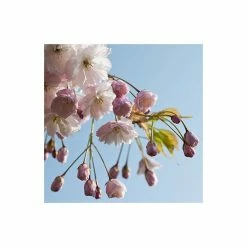 Prunus serrulata 'Shirofugen' | Cherry Blossom Tree -primrose shop TR018112L add image 2 922d