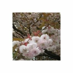 Prunus serrulata 'Shirofugen' | Cherry Blossom Tree -primrose shop TR018112L add image 3 68e0