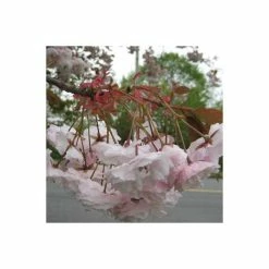 Prunus serrulata 'Shirofugen' | Cherry Blossom Tree -primrose shop TR018112L add image 4 5800