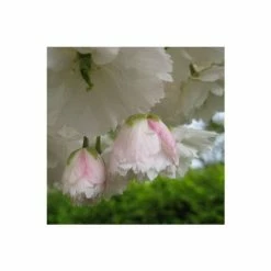 Prunus 'Shogetsu' | Cherry Blossom Tree 9 Prunus 'Shogetsu' | Cherry Blossom Tree -primrose shop TR01829L add image 2 fbec