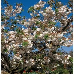 Prunus 'Shogetsu' | Cherry Blossom Tree 10 Prunus 'Shogetsu' | Cherry Blossom Tree -primrose shop TR01829L add image 3 0443
