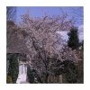 Prunus x subhirtella 'Autumnalis Rosea' | Cherry Blossom Tree