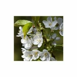 Prunus 'Tai Haku' | Cherry Blossom Tree -primrose shop TR01849L add image 1 04ca
