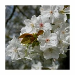 Prunus 'Tai Haku' | Cherry Blossom Tree -primrose shop TR01849L add image 2 42da
