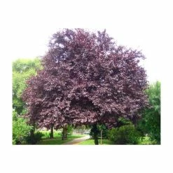 Prunus cerasifera 'Nigra' | Cherry Blossom Tree -primrose shop TR01889L add image 1 5bd7
