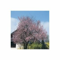 Prunus cerasifera 'Nigra' | Cherry Blossom Tree -primrose shop TR01889L add image 2 e8dc