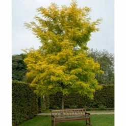 Golden False Acacia | Robinia Pseudoacacia 'Frisia' -primrose shop TR019212L add image 1 3c40
