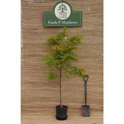 Golden False Acacia | Robinia Pseudoacacia 'Frisia' -primrose shop TR019212L add image 3 22de