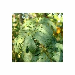 Sorbus aucuparia 'Asplenifolia' | Rowan Tree -primrose shop TR01999L add image 1 a3f0