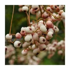 Sorbus cashmiriana | Rowan Tree