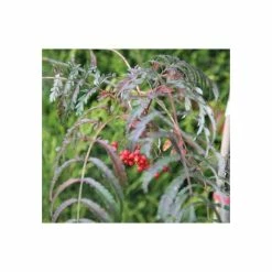 Sorbus aucuparia 'Chinese Lace' | Rowan Tree