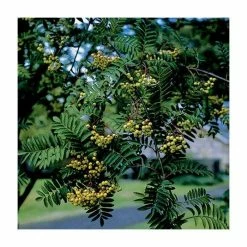 Sorbus 'Joseph Rock' | Rowan Tree 7 Sorbus 'Joseph Rock' | Rowan Tree -primrose shop TR02039L add image 1 a4b2