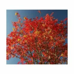 Sorbus 'Joseph Rock' | Rowan Tree 9 Sorbus 'Joseph Rock' | Rowan Tree -primrose shop TR02039L add image 3 7f1c
