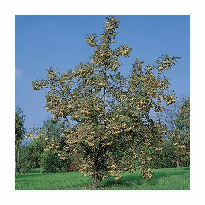 Sorbus 'Joseph Rock' | Rowan Tree 1 Sorbus 'Joseph Rock' | Rowan Tree