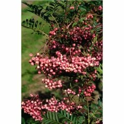 Sorbus vilmorinii | Rowan Tree 8 Sorbus vilmorinii | Rowan Tree -primrose shop TR02049L add image 1 7a0c