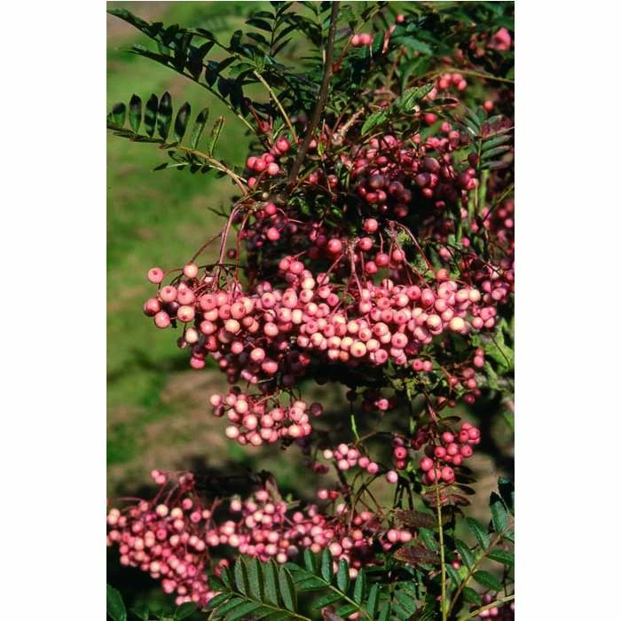 Sorbus vilmorinii | Rowan Tree 3 Sorbus vilmorinii | Rowan Tree - Image 3