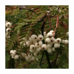 Sorbus vilmorinii | Rowan Tree 10 Sorbus vilmorinii | Rowan Tree -primrose shop TR02049L add image 3 5b39
