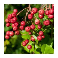 Sorbus vilmorinii | Rowan Tree 11 Sorbus vilmorinii | Rowan Tree -primrose shop TR02049L add image 4 b62b