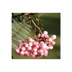 Sorbus vilmorinii | Rowan Tree