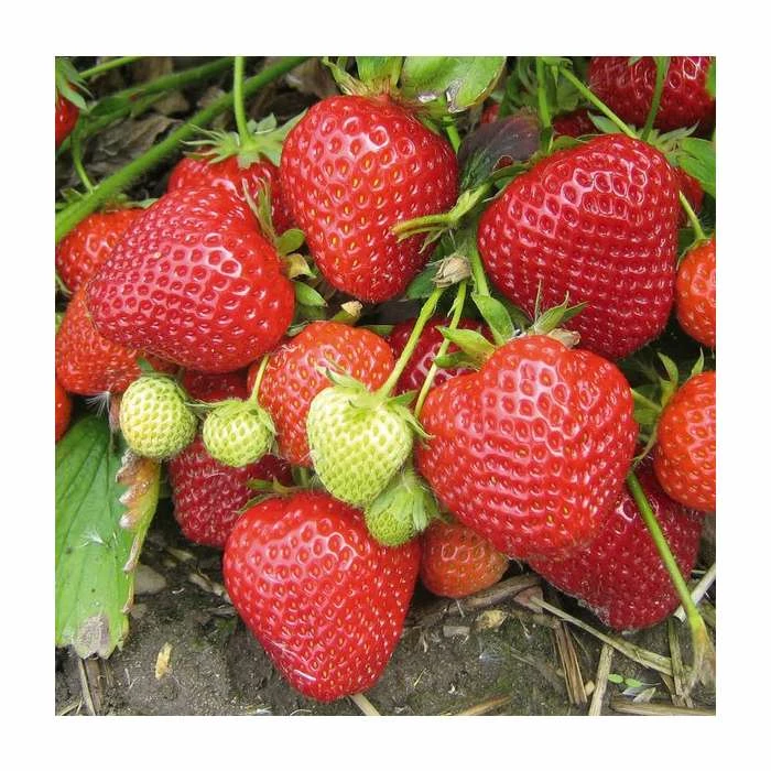 20-30cm Cambridge Favourite' Strawberry Plants | Pack of 5 Bare roots 1 20-30cm Cambridge Favourite' Strawberry Plants | Pack of 5 Bare roots
