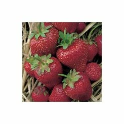 20-30cm Elsanta' Strawberry Plants | Pack of 5 Bare Roots -primrose shop TR0322 add image 2 2557