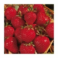 20-30cm Honeoye' Strawberry Plants | Pack of 5 Bare Roots -primrose shop TR0323 add image 1 7034