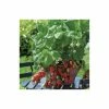 20-30cm Red Gauntlet' Strawberry Plants | Pack of 5 Bare Roots