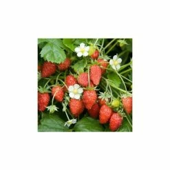 20-30cm Judibell' Strawberry Plants | Pack of 5 Bare Roots