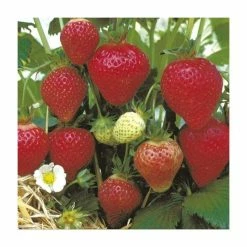 20-30cm Florence' Strawberry Plants | Pack of 5 Bare Roots