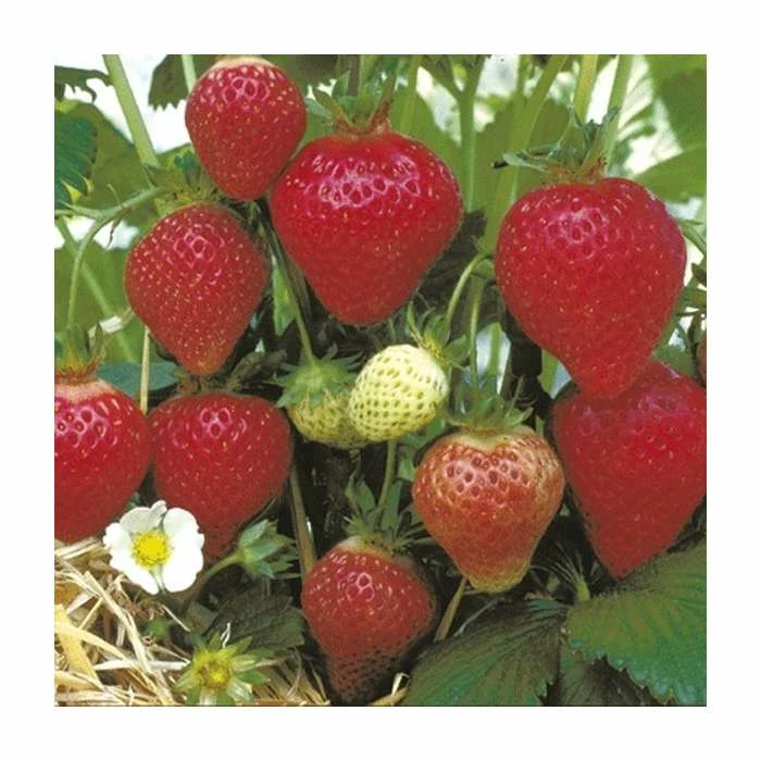 20-30cm Florence' Strawberry Plants | Pack of 5 Bare Roots 1 20-30cm Florence' Strawberry Plants | Pack of 5 Bare Roots