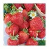 20-30cm Albion' Strawberry Plants | Pack of 5 Bare Roots