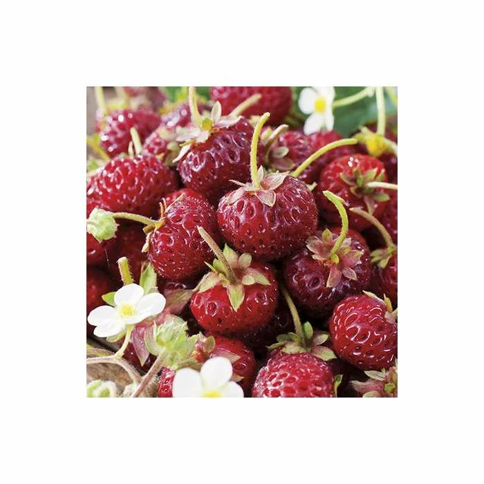 20-30cm Framberry' Strawberry Plants | Pack of 5 Bare Roots 3 20-30cm Framberry' Strawberry Plants | Pack of 5 Bare Roots - Image 3