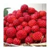 20-30cm Framberry' Strawberry Plants | Pack of 5 Bare Roots