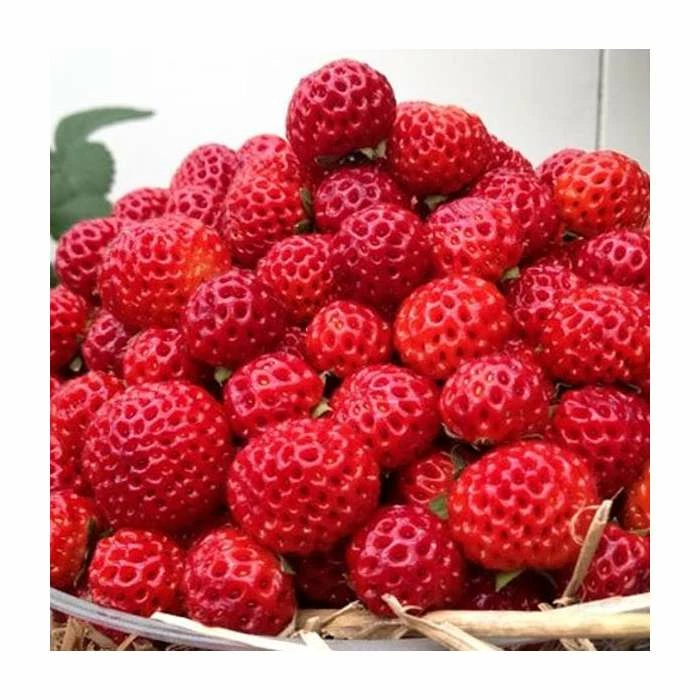 20-30cm Framberry' Strawberry Plants | Pack of 5 Bare Roots 1 20-30cm Framberry' Strawberry Plants | Pack of 5 Bare Roots
