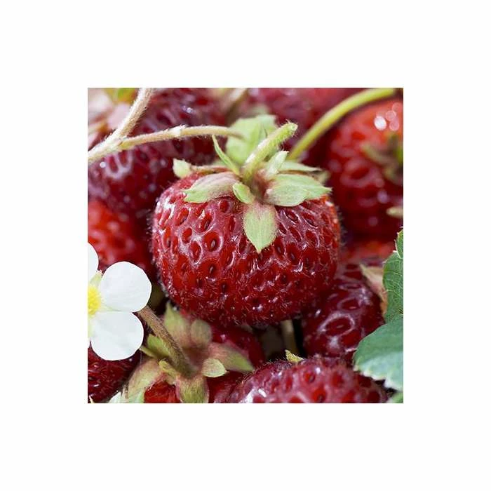 20-30cm Framberry' Strawberry Plants | Pack of 5 Bare Roots 2 20-30cm Framberry' Strawberry Plants | Pack of 5 Bare Roots - Image 2