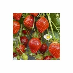 20-30cm 'Mara des Bois' Strawberry Plants | Everbearer | Pack of 5 Bare Roots -primrose shop TR0333 add image 1 5e71