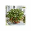 20-30cm 'Mara des Bois' Strawberry Plants | Everbearer | Pack of 5 Bare Roots