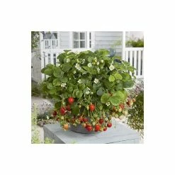 20-30cm 'Mara des Bois' Strawberry Plants | Everbearer | Pack of 5 Bare Roots