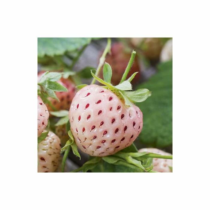 20-30cm 'Pineberry' Strawberry Plants | Pack of 5 Bare Roots 1 20-30cm 'Pineberry' Strawberry Plants | Pack of 5 Bare Roots