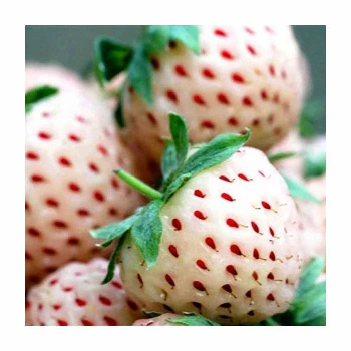 20-30cm 'Pineberry' Strawberry Plants | Pack of 5 Bare Roots 2 20-30cm 'Pineberry' Strawberry Plants | Pack of 5 Bare Roots - Image 2