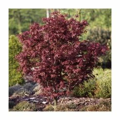 Acer palmatum 'Bloodgood' | Japanese Maple Tree -primrose shop TR037918L add image 1 9d4f