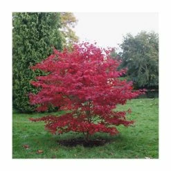 Acer palmatum 'Bloodgood' | Japanese Maple Tree -primrose shop TR037918L add image 2 e7f5