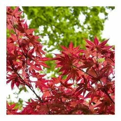 Acer palmatum 'Bloodgood' | Japanese Maple Tree -primrose shop TR037918L add image 3 fbdc