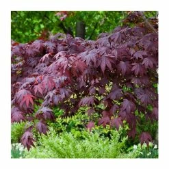 Acer palmatum 'Bloodgood' | Japanese Maple Tree -primrose shop TR037918L add image 4 da1f
