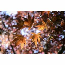 Acer palmatum 'Bloodgood' | Japanese Maple Tree -primrose shop TR037918L add image 5 d1d7
