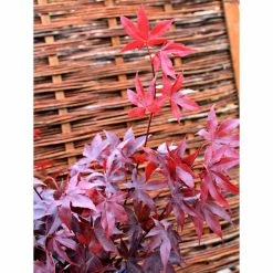 Acer palmatum 'Bloodgood' | Japanese Maple Tree -primrose shop TR037918L add image 6 e733