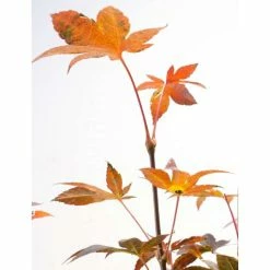 Acer palmatum 'Bloodgood' | Japanese Maple Tree -primrose shop TR037918L add image 7 c442