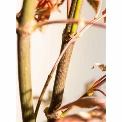 Acer palmatum 'Bloodgood' | Japanese Maple Tree -primrose shop TR037918L add image 8 1024