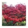 Acer palmatum 'Bloodgood' | Japanese Maple Tree