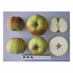 4-5ft Malus 'Arthur Turner' | Apple Tree 3 4-5ft Malus 'Arthur Turner' | Apple Tree -primrose shop TR0403 rollover image 00d3